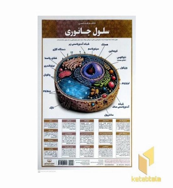 لمینت کالبد شناسی سلول جانوری