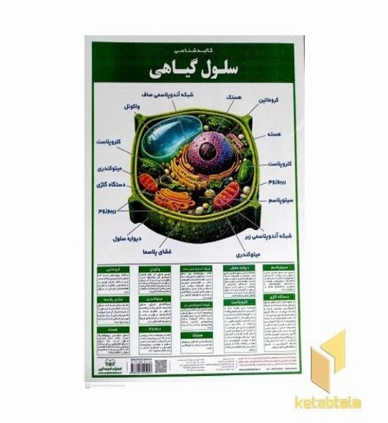 لمینت کالبد شناسی سلول گیاهی