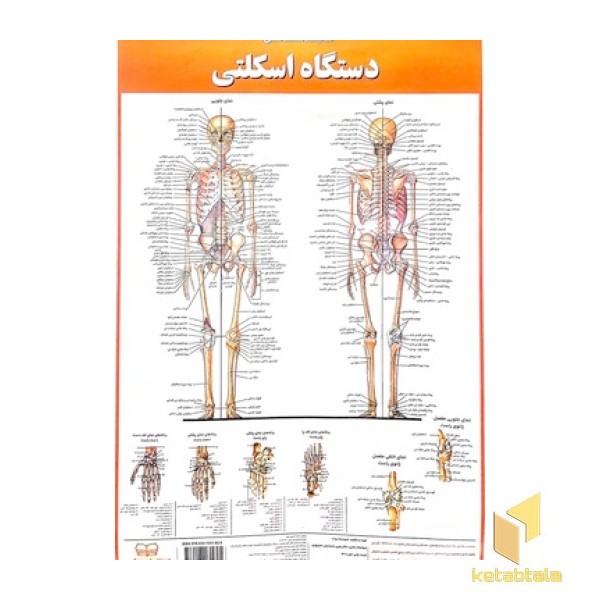 پوستر کالبدشناسی دستگاه اسکلتی