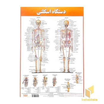 پوستر کالبدشناسی دستگاه اسکلتی