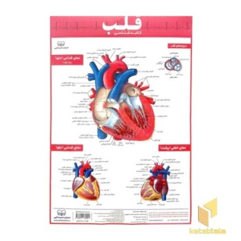 کالبد شناسی قلب